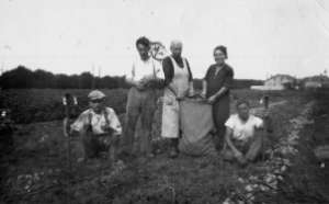 Rcolte des pommes de terre  la main