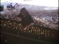 Pommes de terre, tri