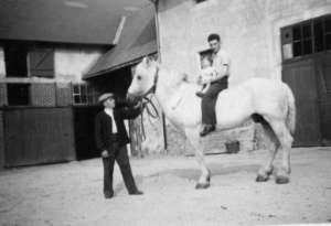 Cheval dans la cour