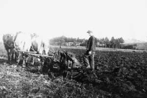 chevaux de trait au travail
